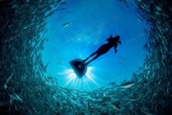 Cetma Composites Taras Monofin 32 Cetma Composites Taras Monofin -Diving Gear Shop cc taras 05 1