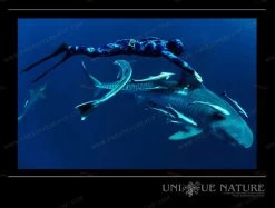 Elios Corifena Camouflage Wetsuit -Diving Gear Shop corifena spot 3