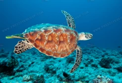 SlipIns Hawksbill Sea Turtle Dive/Surf Skin 19 SlipIns Hawksbill Sea Turtle Dive/Surf Skin -Diving Gear Shop screen shot 2019 06 02 at 10.15.28 am 2400x